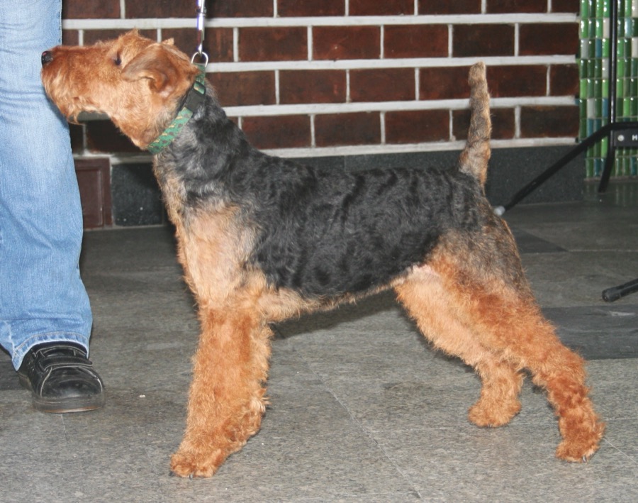 Welsh Terrier dog