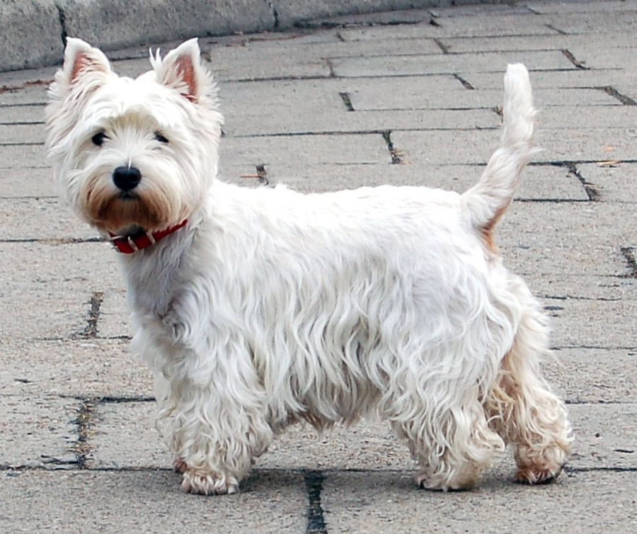 West Highland White Terrier dog
