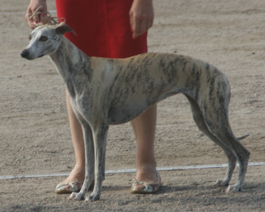 Whippet dog