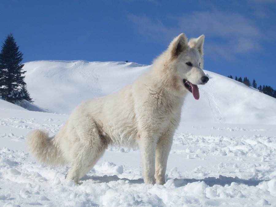 White Swiss Shepherd Dog dog