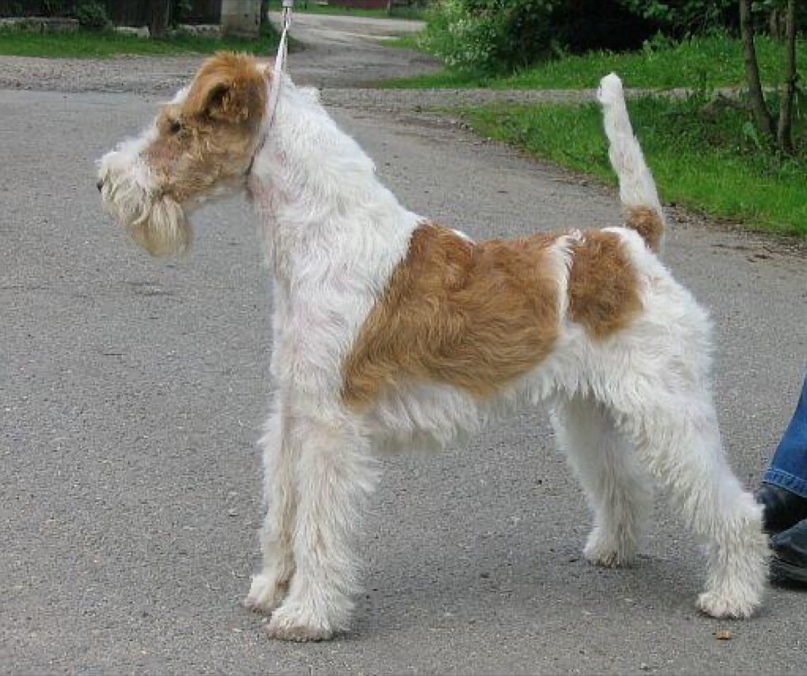 Wire Fox Terrier dog