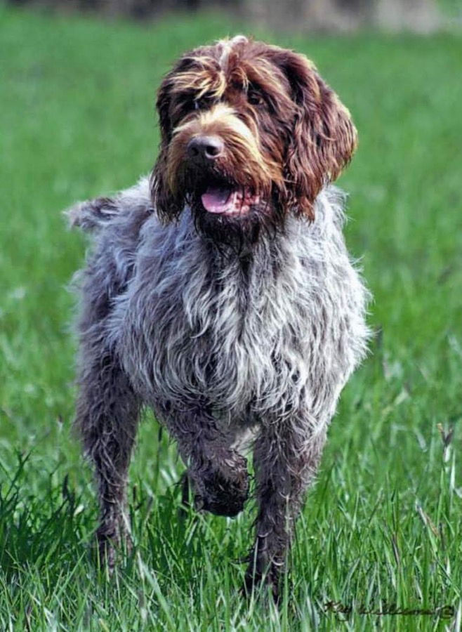 Wirehaired Pointing Griffon dog
