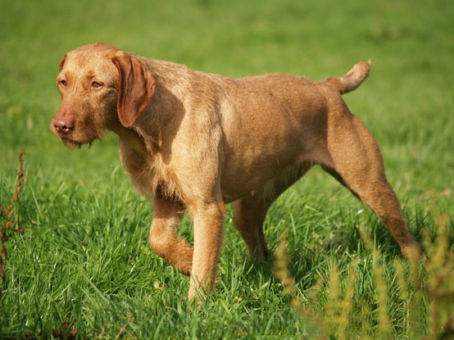 Wirehaired Vizsla dog