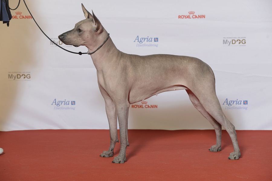 Xoloitzcuintli dog