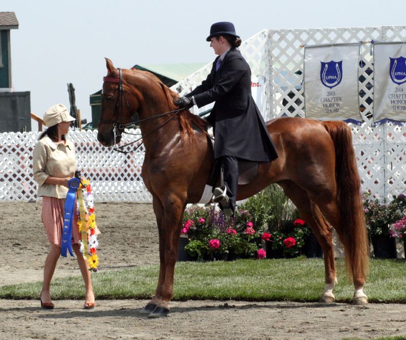 American Saddlebred