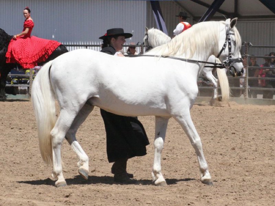 Andalusian horse