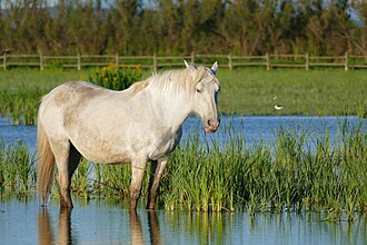 Camargue Horse