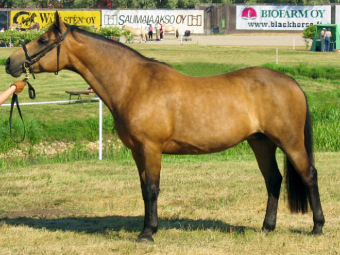 Connemara Pony