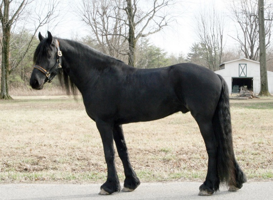Friesian horse