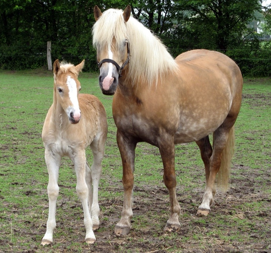 Haflinger horse