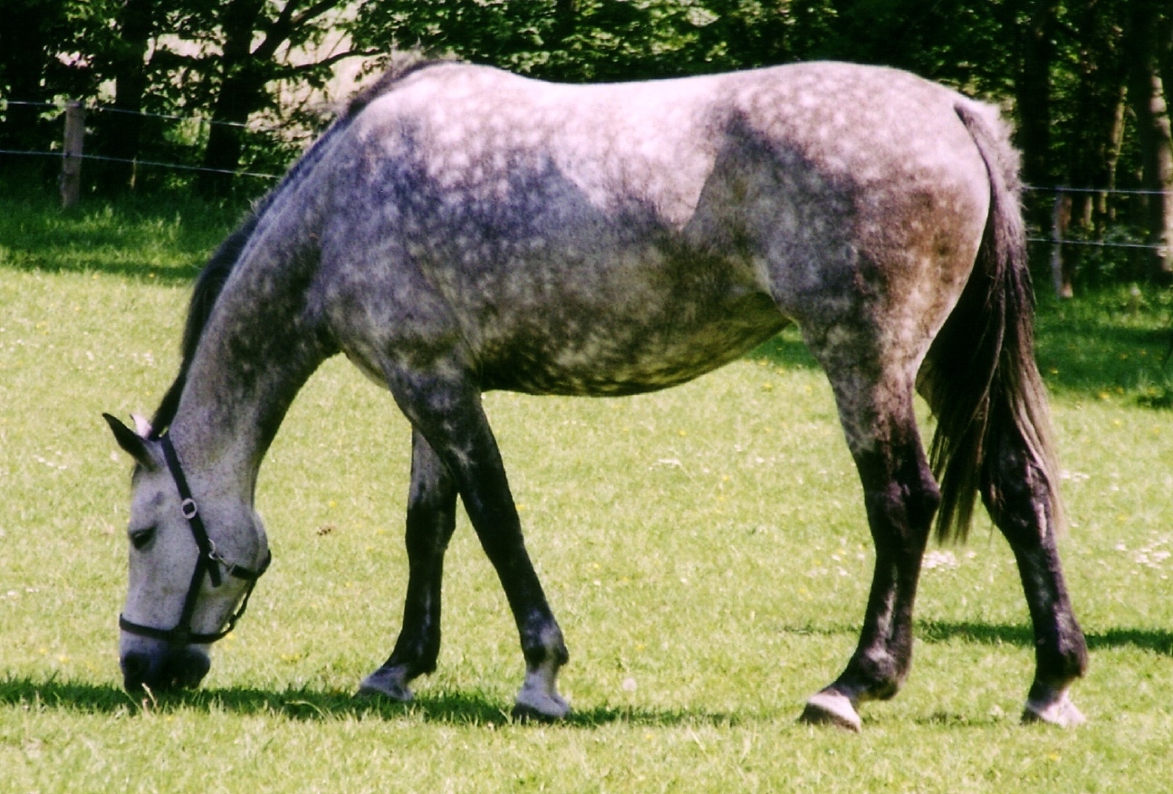 Holsteiner