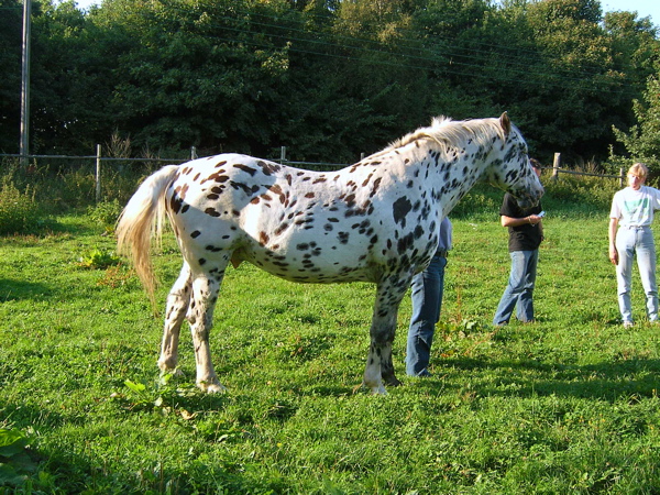 Knabstrupper