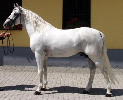 Lipizzaner