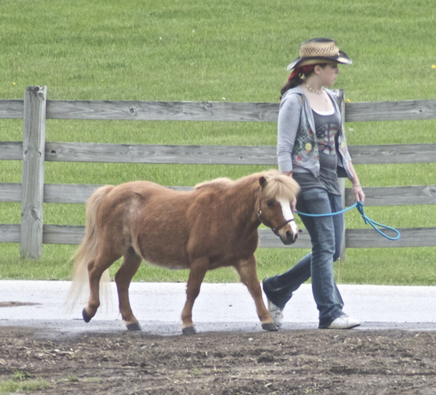 Miniature Horse