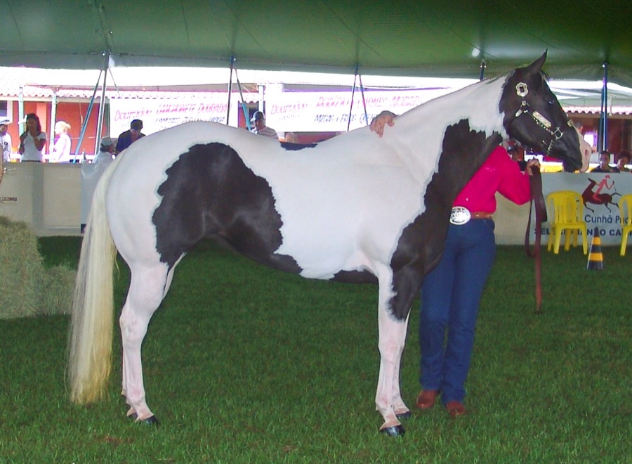 Paint Horse horse