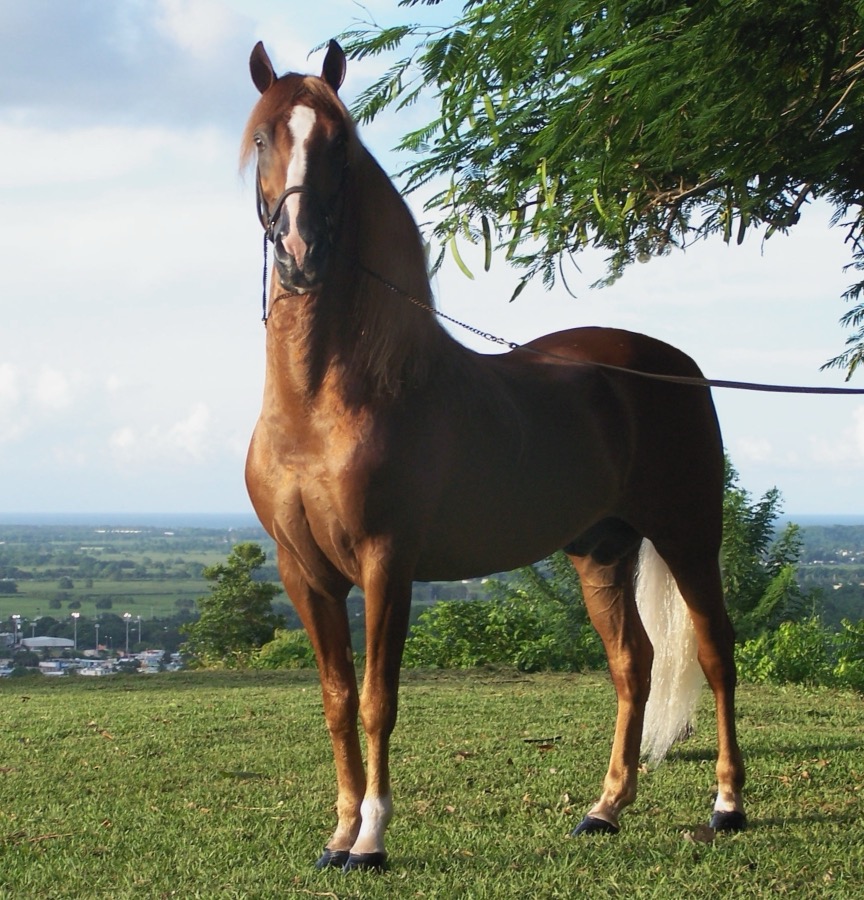 Paso Fino horse