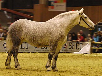 Percheron