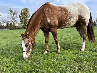 Pony Of The Americas