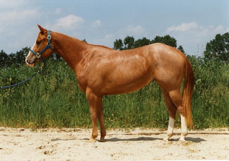 Quarter Horse horse