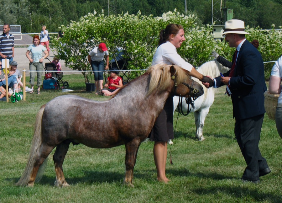 Shetland Pony horse