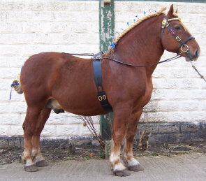 Suffolk Punch