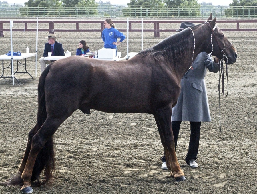 Tennessee Walking Horse horse