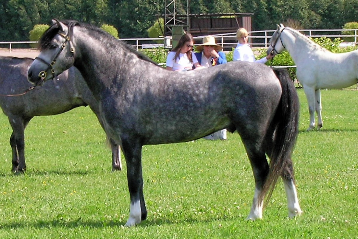 Welsh Cob